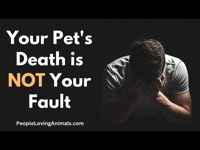 Your Pet's Death is Not Your Fault  #petloss  | Pet Grief | Dog Loss | Cat Loss | Pet Death Guilt