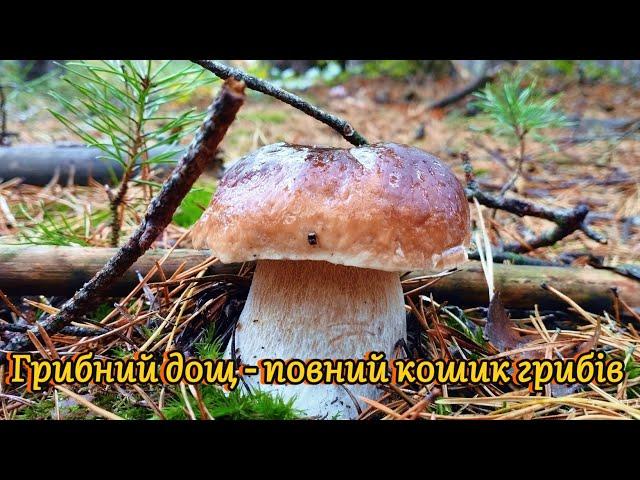 11.10.2024 Гриби в дощ ростуть швидко Повен кошик грибів Boletus mushroom grzyby fungi porcini грибы