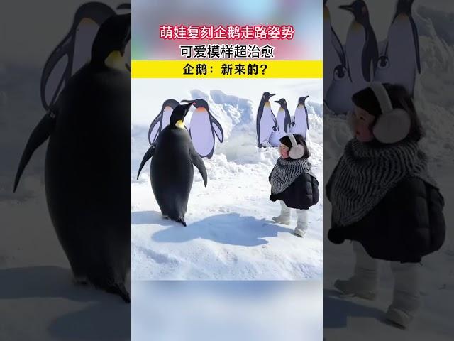 【人类幼崽】萌娃复刻企鹅走路姿势，可爱模样超洽愈，企鹅：新来的？