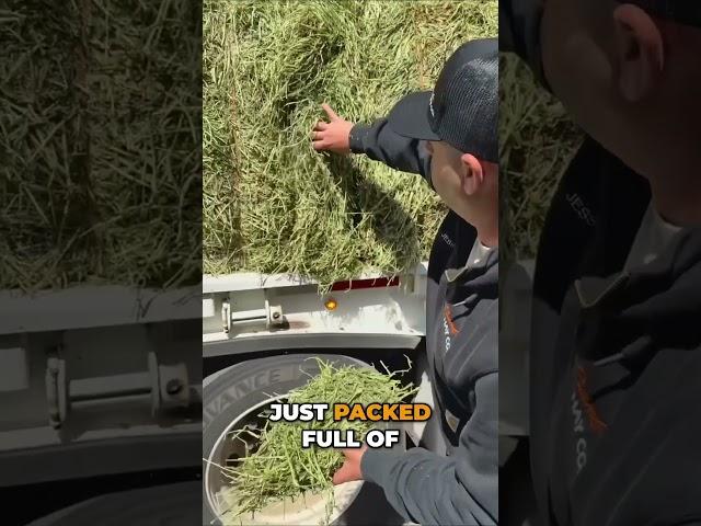 Never judge hay by the outside of the stack #hay #alfalfa