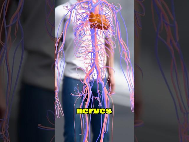 How Long Are Your Nerves Really? Mind-Blowing Human Body Fact!