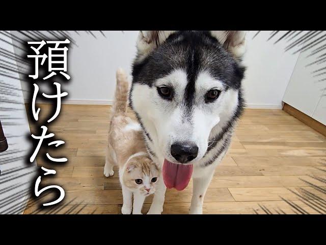 犬を預けた時の猫と犬の様子...