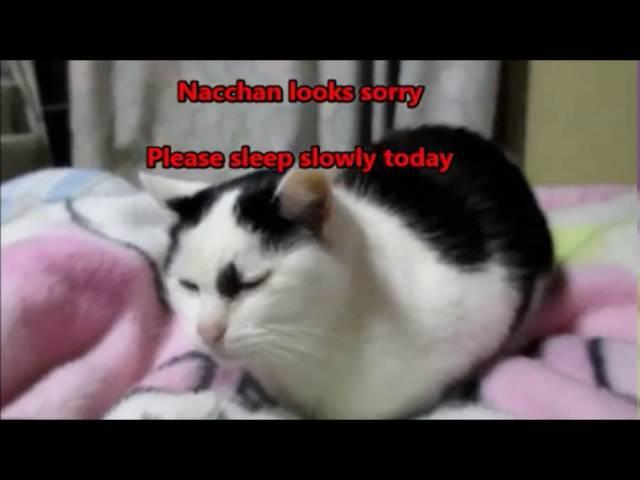 【CAT】Become Nacchan watery eyes／なっちゃん涙目になる