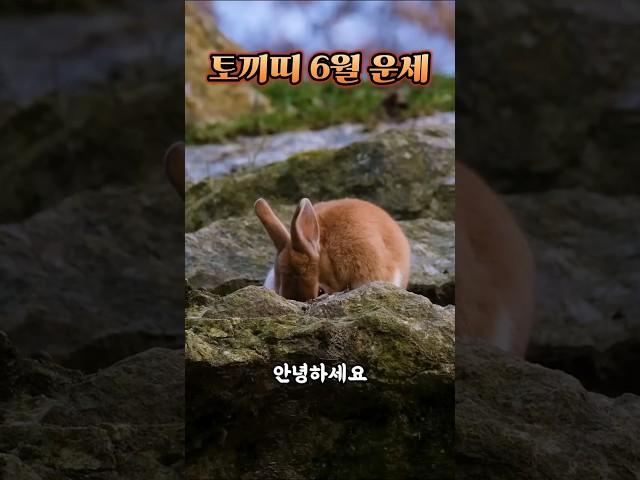 6월달 토끼띠 운세 #2025 #6월 #띠별운세 #운세 #토끼띠 #토끼띠운세 #사주