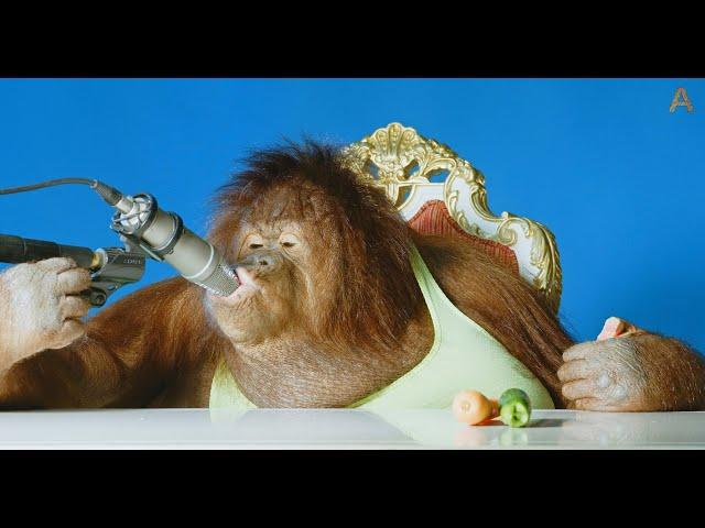 Animalia's Orangutan Rambo crunches corn flakes amongst other things…ASMR