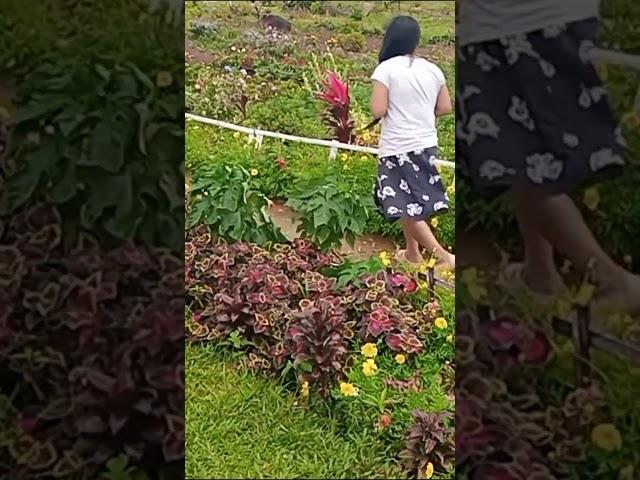 Hermit Flower Garden #shortvideo #trending #ytreels #youtubeshorts #viralvideo @arlenelangga3511