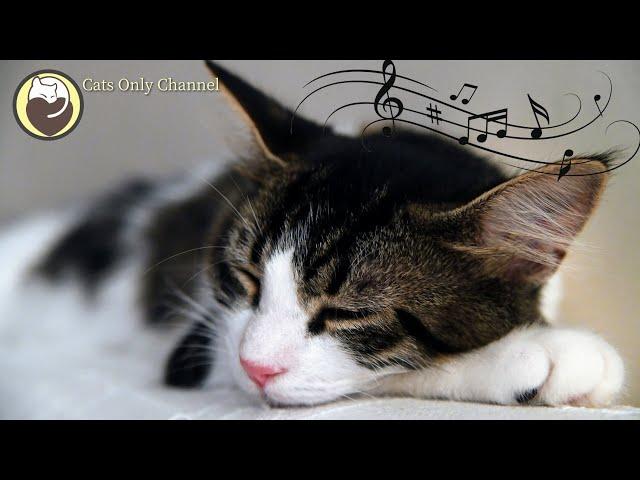 Music for Cats - Stress and Anxiety Relief / Cat Purring Sounds & Soothing Sleep Music