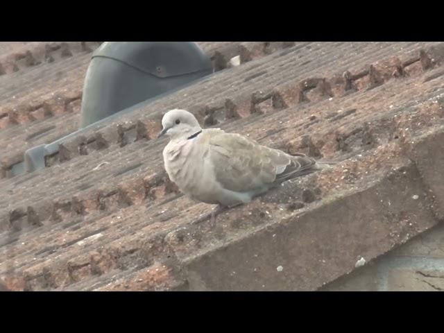 collared dove on the rooftops