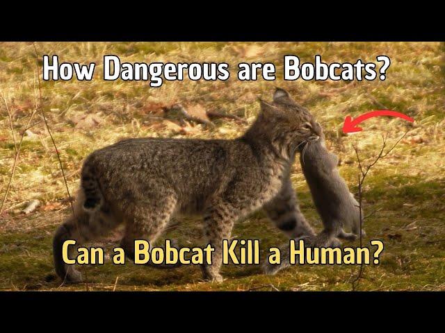 How Dangerous are Bobcats? Can a bobcat kill a human? Are BOBCATS Dangerous to Pets?