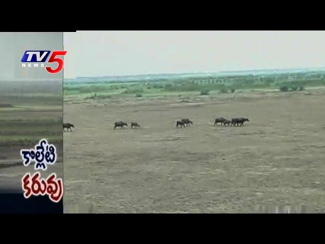 Kolleru Lake Dried Up, Poses Eco Threat  | AP | TV5 News