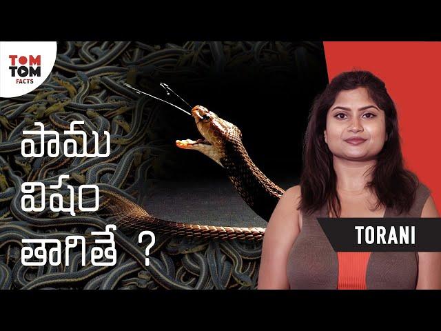 If Human Drinks Snake Venom | Torani | TomTom Facts