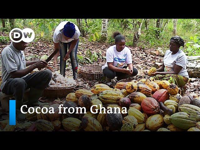 Rethinking cocoa cultivation in Ghana | Global Ideas