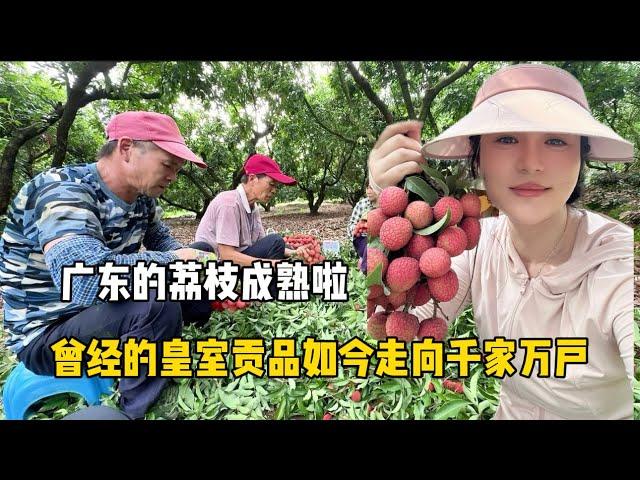 广东的荔枝成熟了，1000多年前让杨贵妃倾倒的皇室贡品，如今走入千家万户