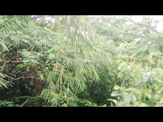 Whispers of the Bamboo: Slow Motion Leaves Swaying in the Wind