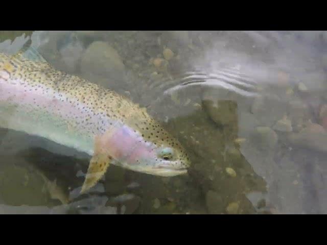 Big Brown Trout EATS MY RAINBOW - Fly Fishing Rainbows & Brown Trout