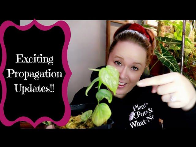 Exciting Houseplant Propagation Updates!! Eeee!!!!! 