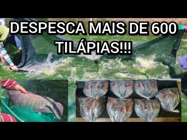 Despesca! MAIS de 600 TILÁPIAS! Lucro? Prejuízo? Veja o resultado em detalhes! - PISCICULTURA LEMES