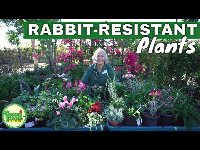 25+ Rabbit Resistant Plants For All Areas of Your Garden: Shade, Bedding & Full Sun // Green Thumb