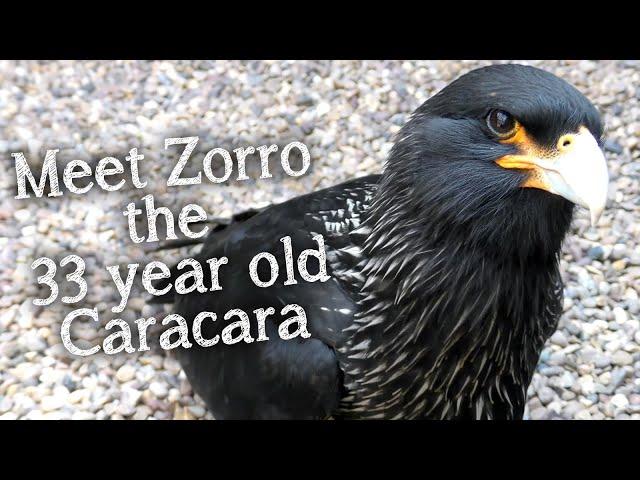 Meet The Birds | Zorro the Striated Caracara