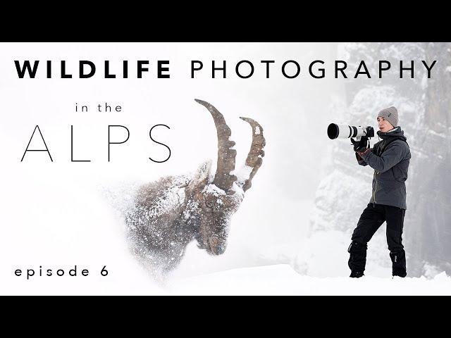 WILDLIFE PHOTOGRAPHY EXPEDITION ⎸ The King of the ALPS - ep 6