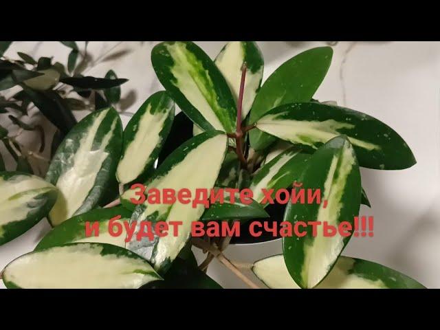 Мои хойи-красотки!Приятного просмотра!