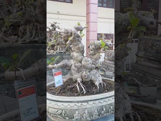 cây Sanh độc lạ giá 60 tỷ