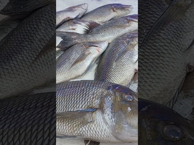 fresh big  fish#shortvideo #dhan'scorner