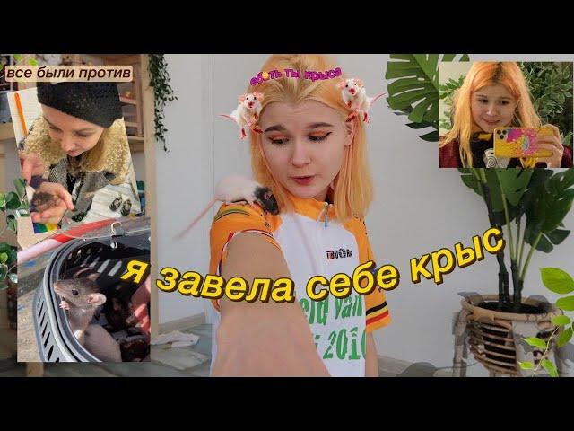 я купила КРЫС