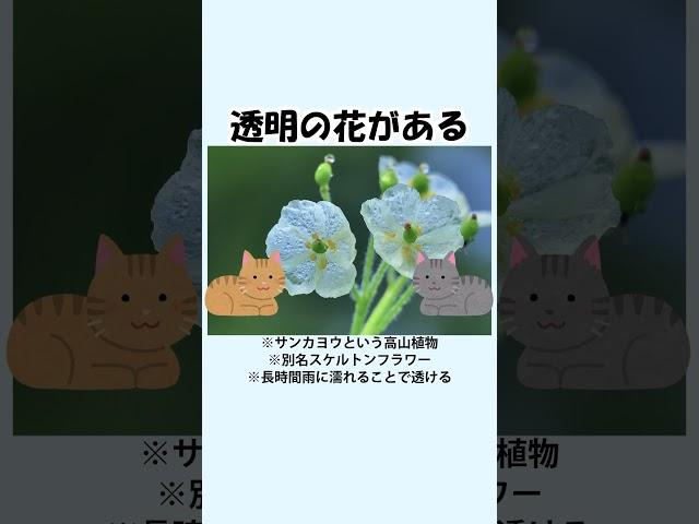 【自然の雑学】宝石のように美しい花