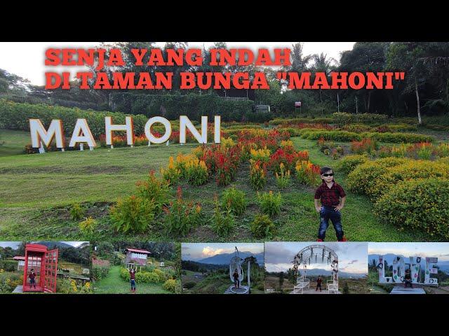 INDAHNYA PANORAMA TAMAN BUNGA "MAHONI" WISATA DI KAKI GUNUNG LOKON TOMOHON MANADO