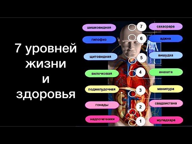 7 универсальных уровней здоровья от @healthy_school