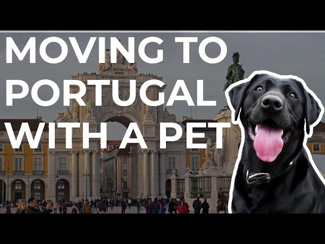 How to Move to Portugal With Your Pet (4 Steps)