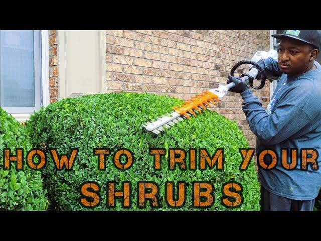 HOW to trim your Shrubs | FAST and EASY