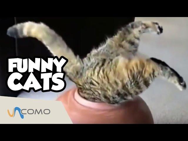 Gatos graciosos y divertidos - Funny Cats (Caidas, sustos, peleas, etc)