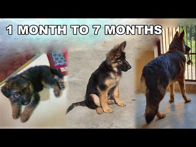 German Shepherd Puppy Growing from 30 Days to 7 Months | Long Coat GSD Puppy Transformation