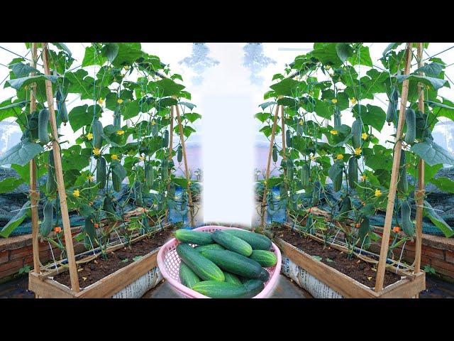 New idea | grow cucumbers at home for many fruits