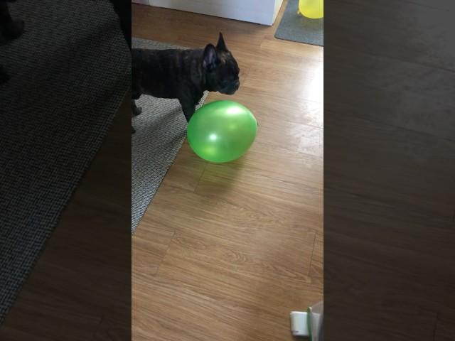 French bulldog plays balloons#frenchbulldog #pogithefrenchie #birthday #shortsvideo