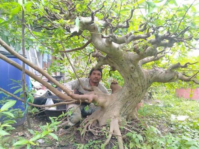 GROUND TAUCI ATAU KALIMANTAN 2 TAHUN PROSES || BONSAI KALIMANTAN