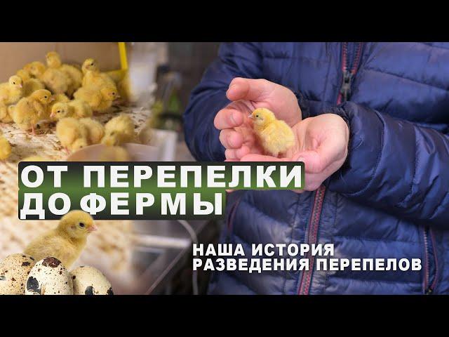 От перепелки до фермы. Наша история разведения перепелов 