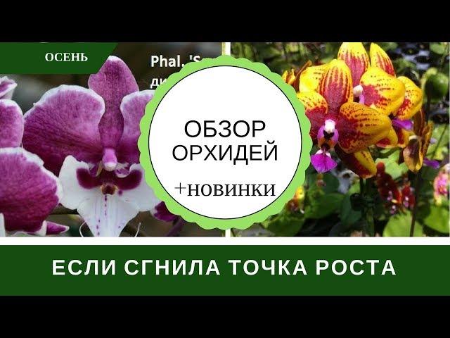 Мои Орхидеи Обзор, Сгнила Точка Роста, Фитолампы