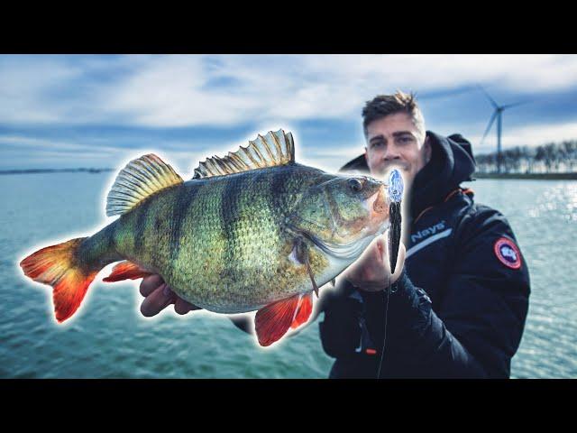 Angler catches biggest perch of his life  (english subtitles)