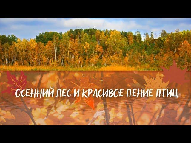 Осенний лес и красивое пение птиц. Осенняя атмосфера и осенняя листва. Расслабляющее видео природы