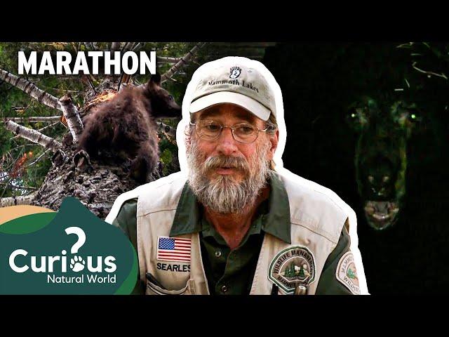 Bear Wars: Steve Searles' Battle for Public Safety | Bear Whisperer | Curious?: Natural World