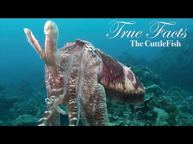 True Facts About The CuttleFish