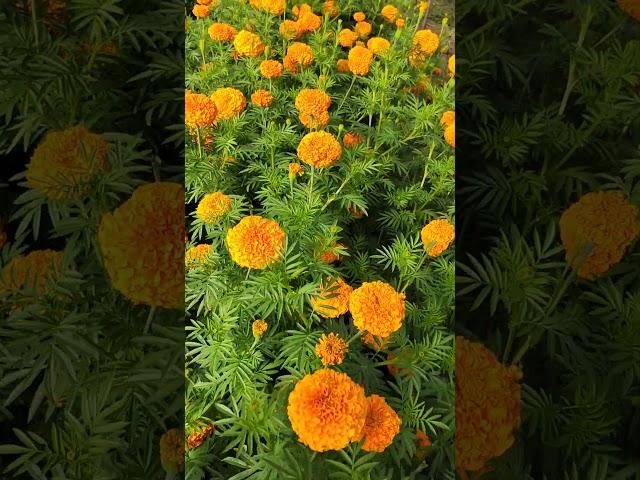 marigold seeds