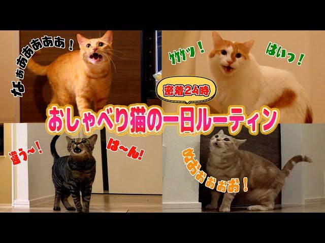 ”おしゃべり猫”たちの1日に密着したらツッコミ所満載なんだがww