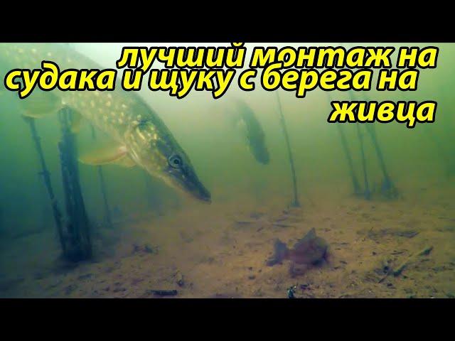 Оснастка для ловли на живца с берега судака и щуки,рыбалка в ноябре на судак и щука,для рыбалки