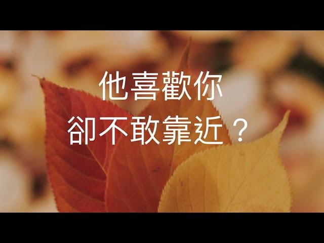 塔羅占卜他喜歡你 卻不敢靠近？