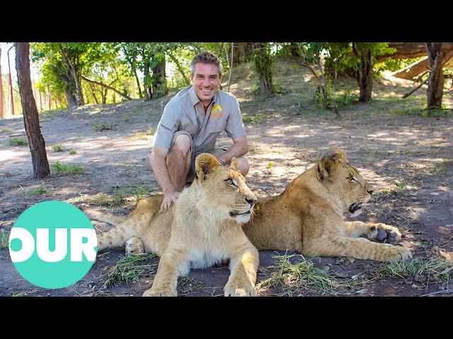 Lion Country: Lions Trained to Rule African Plains | Our World