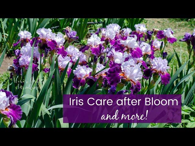 Iris Care after Blooming (and more)